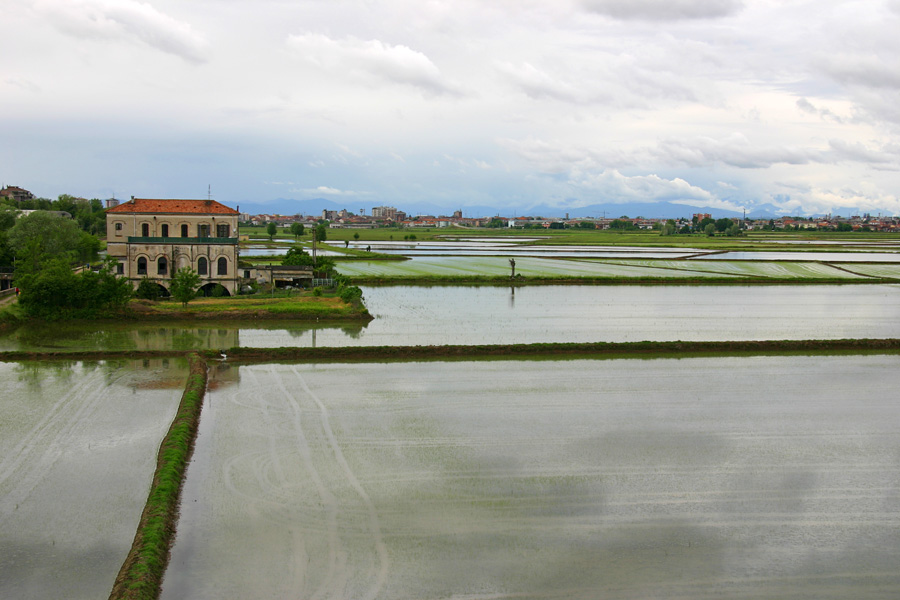 Risaie della Bassa Novarese