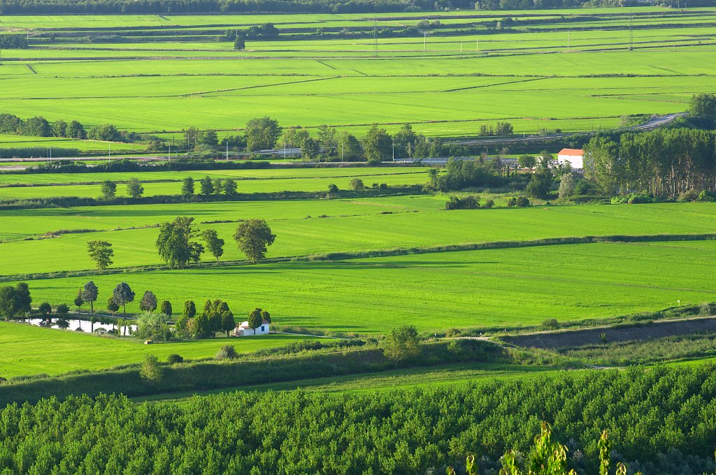 Risaie presso Vercelli